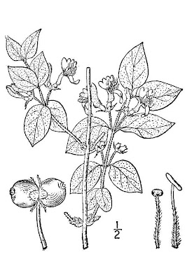Lonicera xylosteum L.
