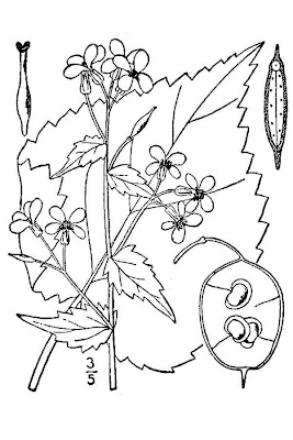 Annual honesty Annual honesty
