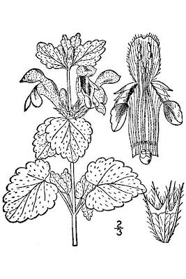 Lamium maculatum L.