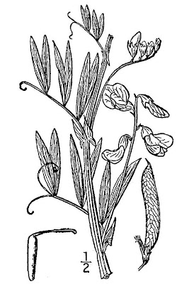Cicerchia palustre Cicerchia palustre