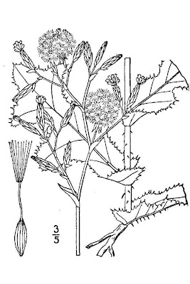 Lactuca virosa,
alface-brava-maior,
bitter lettuce,
Gift-Lattich,
laitue vireuse,
Lattuga velenosa,
lechuga ponzo&ntilde;osa,
wild lettuce