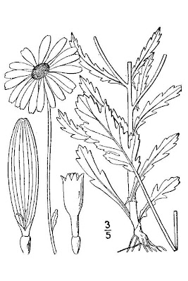 Fr�hbl&uuml;hende Margerite