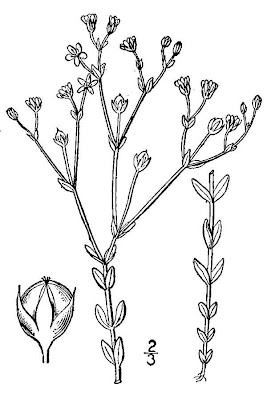 Fairy flax Fairy flax