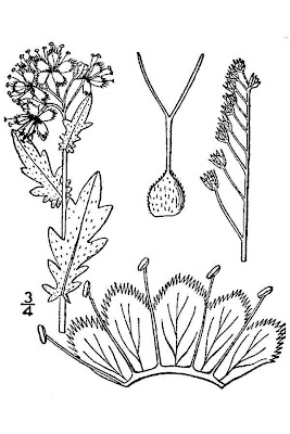 Common Phacelia Common Phacelia