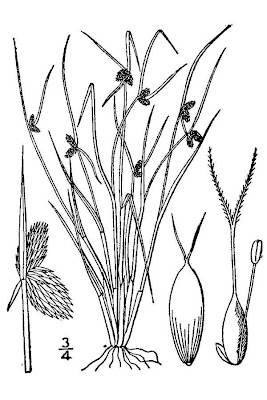 Dwarf bulrush