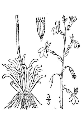 Water lobelia