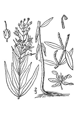Earth loosestrife