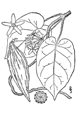 Angularfruit milkvine Angularfruit milkvine