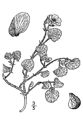 Alkali-mallow Alkali-mallow