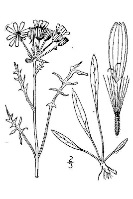 Packera tridenticulata,
threetooth ragwort