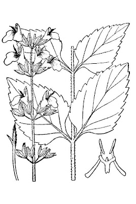 Nettleleaf sage