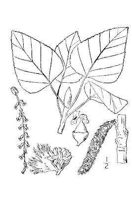 Balsam poplar Balsam poplar