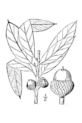 Quercus imbricaria,
shingle oak