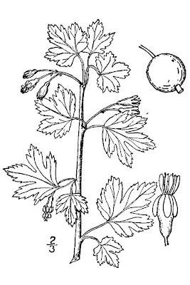 Hairy-stem gooseberry