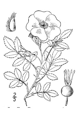 Tehachapi rose Tehachapi rose