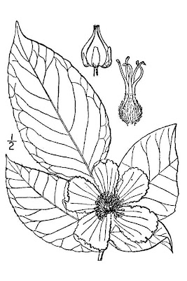 Mountain stewartia Mountain stewartia