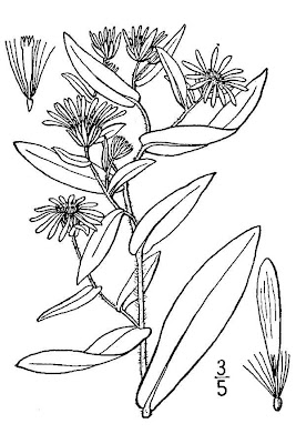 Canby's aster Canby's aster