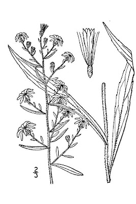 Calico aster