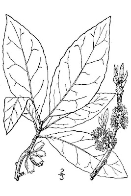 Common sweetleaf Common sweetleaf