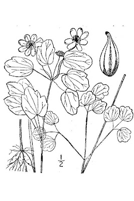 Rue-anemone Rue-anemone