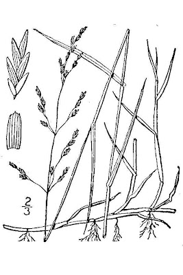 Pale false mannagrass Pale false mannagrass