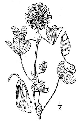 Buffalo clover Buffalo clover