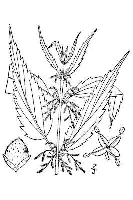 California nettle
