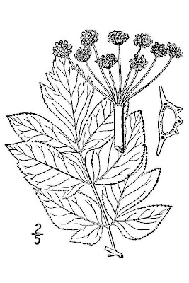 American Angelica