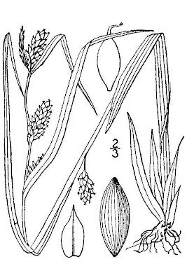Blue sedge Blue sedge
