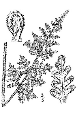 Woolly lipfern