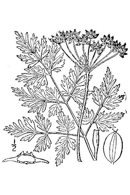 Hemlock-parsley