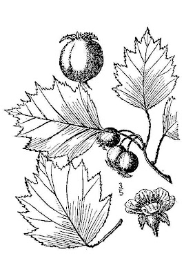 Fanleaf hawthorn