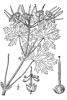 Carolina geranium Carolina geranium