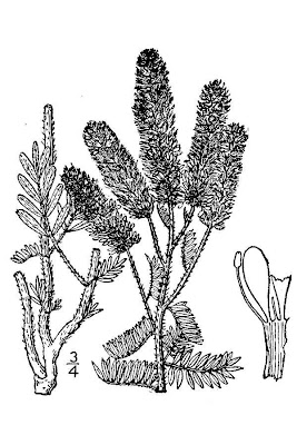 Dalea villosa var. villosa,
silky prairie clover,
silky prairie-clover,
silky prairieclover