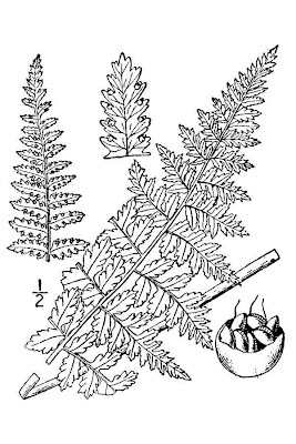 Hay-scented Fern