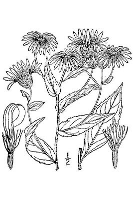 Low Rough Aster