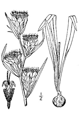 Scaly Blazing Star