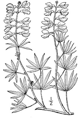 Silvery Lupine