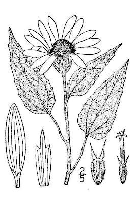 Lesser Sunflower