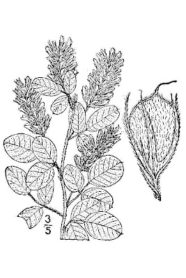 Hairy Lespedeza