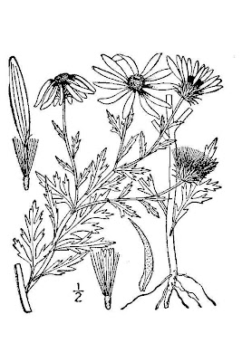 Tansy-aster