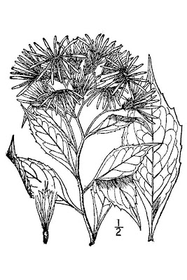 Oclemena acuminata,
mountain aster,
whorled aster,
whorled wood aster