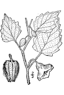 Clammy ground-cherry Clammy ground-cherry
