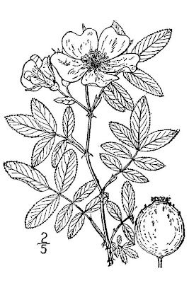 Carolina-Rose