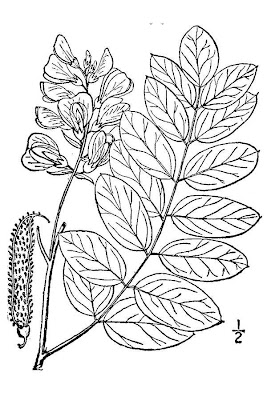 Hartweg's locust