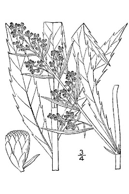 Sawtooth Wormwood