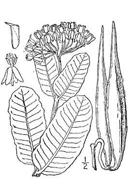 Clasping milkweed Clasping milkweed