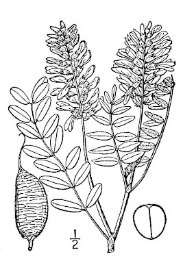 Canadian milkvetch Canadian milkvetch