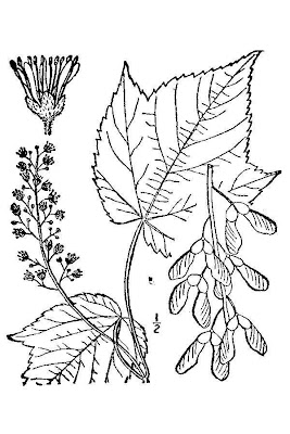 Mountain maple Mountain maple