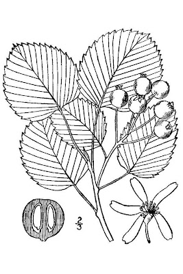 Round-leaf Shadblow